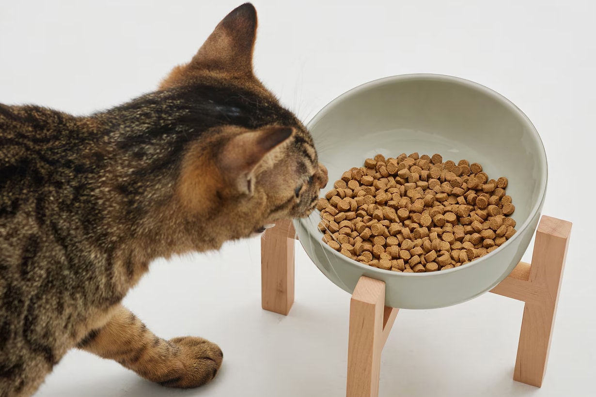 貓奴看過來!無印良品寵物食用碗、睡墊、堆疊架、肉泥即將上架