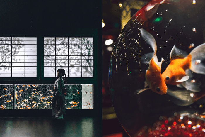 如夢似幻的場景:東京人氣「Art Aquarium 金魚藝術展」台北開幕時間、地點一次看!