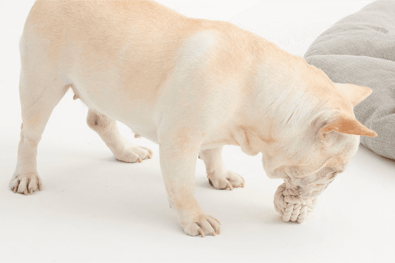 MUJI pet products new 2025 release info