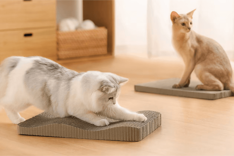 MUJI pet products new 2025 release info