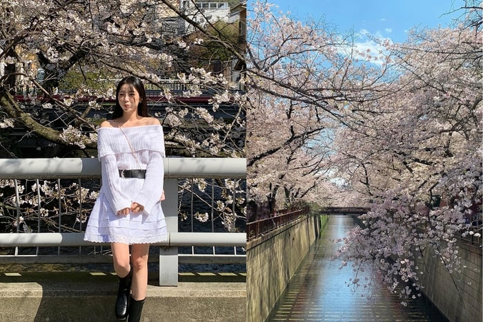 又來到賞櫻的季節:日本全國櫻花的花期一次整理,想拍出櫻花美景就要選這些日子去!