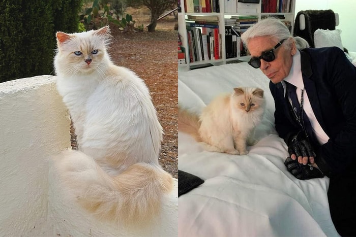有傳 Karl Lagerfeld 的 3 億遺產都留給牠:如今的 Choupette 活成最有權勢的貓,奢華生活大公開