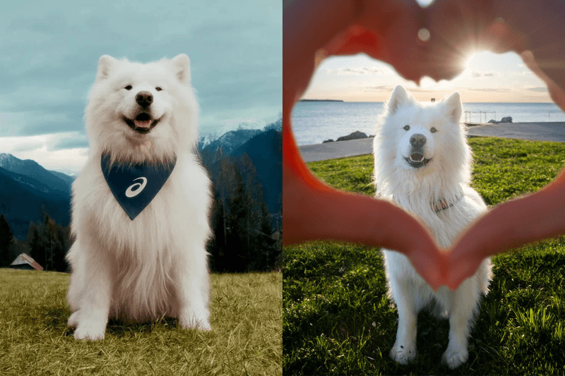 不是運動員，更不是名人：ASICS 宣布最新品牌大使，是叫做 Felix 的可愛狗狗！