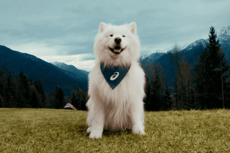 ASICS new Brand Ambassador Felix Samoyed
