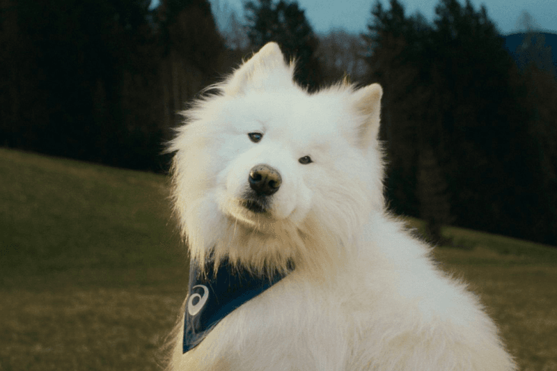 ASICS new Brand Ambassador Felix Samoyed