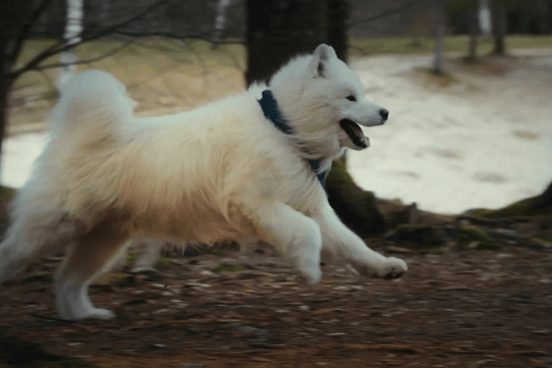 ASICS new Brand Ambassador Felix Samoyed