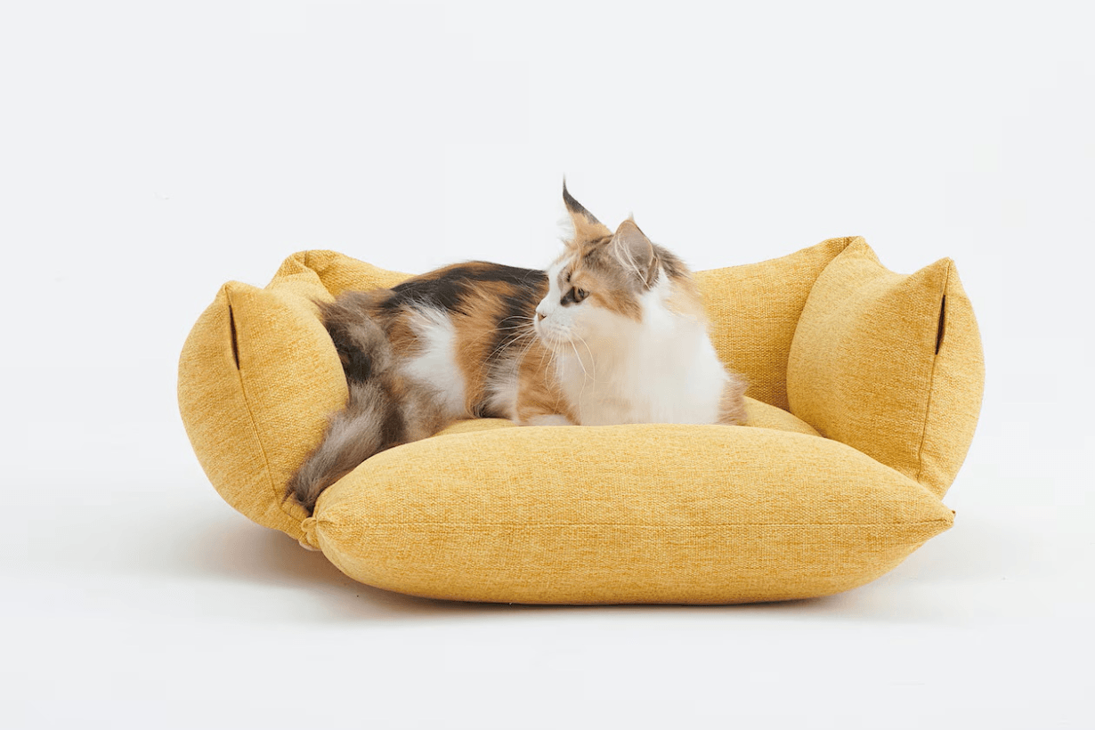 MUJI pet products release info