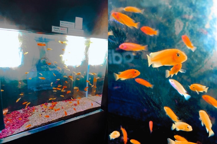 Finding Juju：通往神秘海底的夢幻之門，韓國超人氣魚缸自拍館！