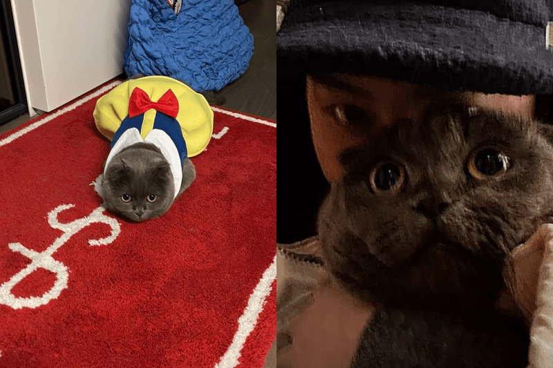 愛貓聯名周邊來了！厭世灰貓 ZOA 玩偶、小雛菊 A&NE 公仔... ZO&FRIENDS 必買搶先看