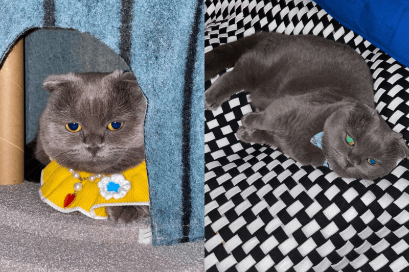 愛貓聯名周邊來了！厭世灰貓 ZOA 玩偶、小雛菊 A&NE 公仔... ZO&FRIENDS 必買搶先看