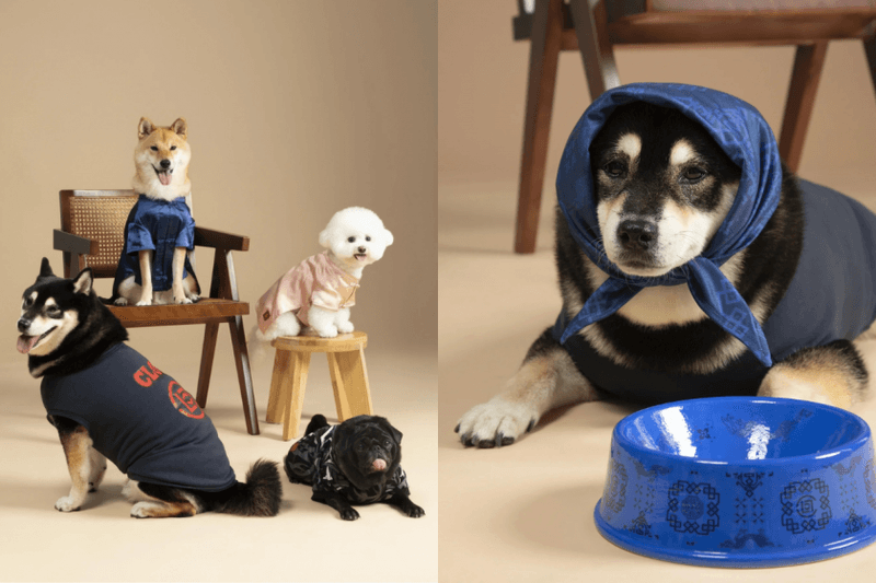 穿上中國服的小狗會不會太萌：CLOT 全新寵物系列，讓人忍不住又替毛小孩添新裝了！