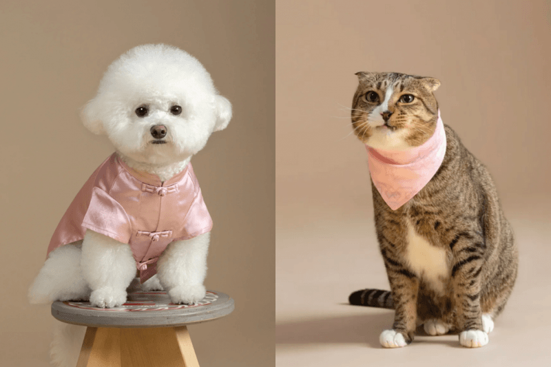 穿上中國服的小狗會不會太萌：CLOT 全新寵物系列，讓人忍不住又替毛小孩添新裝了！