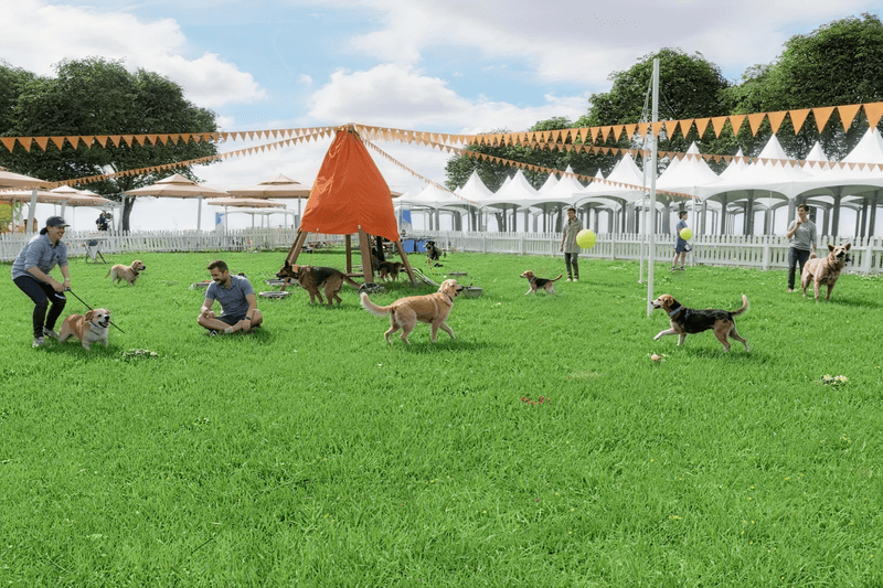 POPBEE Circle 會員福利：與毛孩盡情放電！送你全港最大戶外狗狗嘉年華 Doggo Fest 2025 體驗名額
