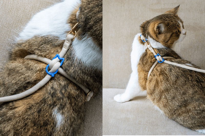 POPBEE Circle 會員福利：解放主子束縛！送你 maau 輕盈律動貓咪胸背帶套裝