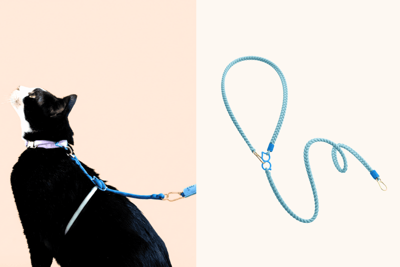 POPBEE Circle 會員福利：解放主子束縛！送你 maau 輕盈律動貓咪胸背帶套裝