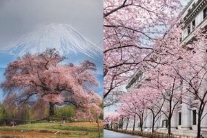不用去公園人擠人！東京、輕井澤 3 間賞櫻酒店：私人人力車、雲端山野漫步，感受最詩意的春日魔法