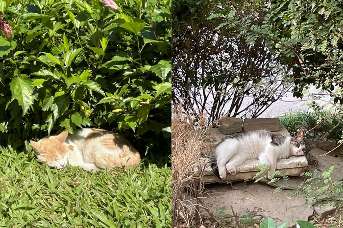 人為什麼要活得像貓:一起來了解貓咪哲學,學會這 4 個高冷行為,你反而會被世界溫柔以待