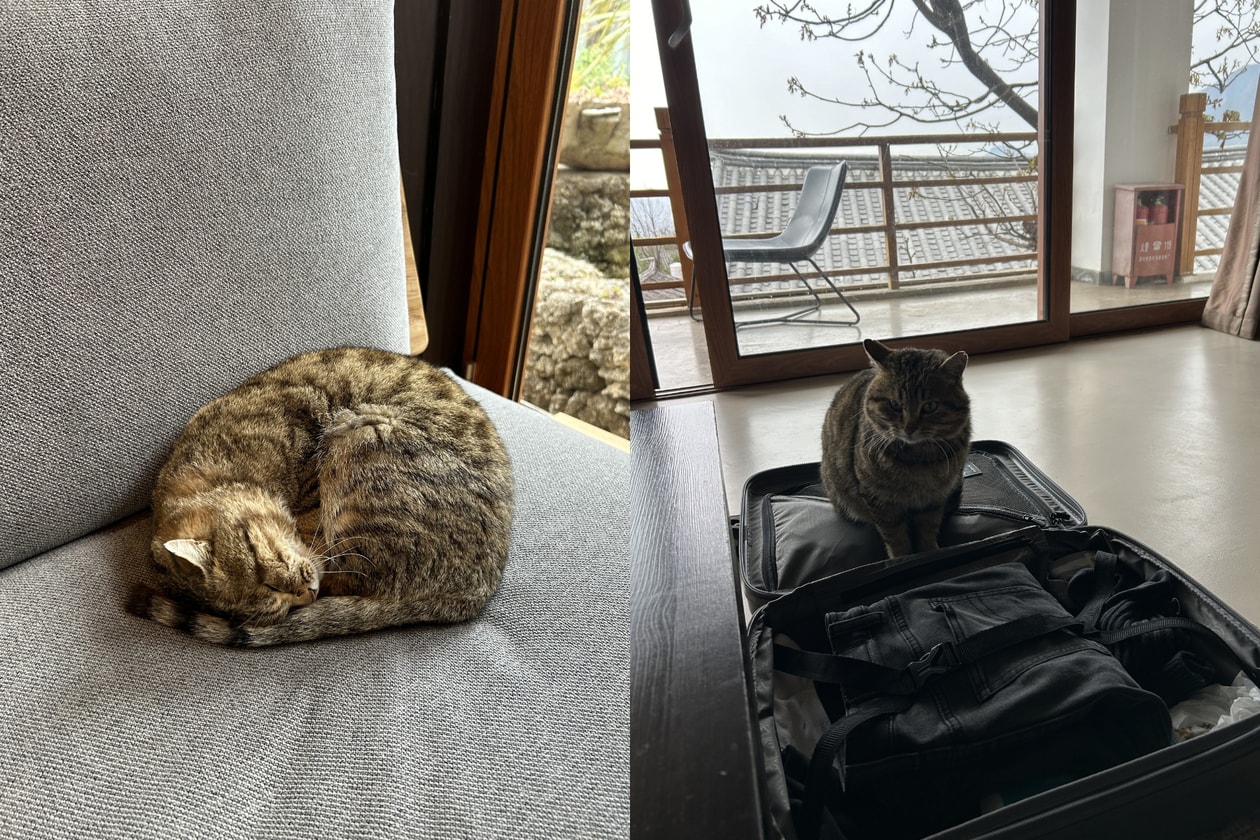 貓咪哲學解析｜從 4 個貓系行為學會建立情緒界線，在愛情、職場與家庭拒絕精神內耗，找回 Cat Energy