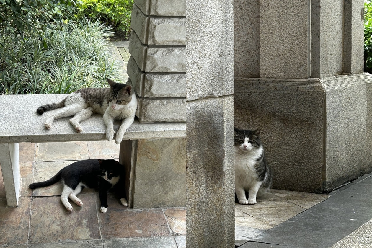 貓咪哲學解析｜從 4 個貓系行為學會建立情緒界線，在愛情、職場與家庭拒絕精神內耗，找回 Cat Energy