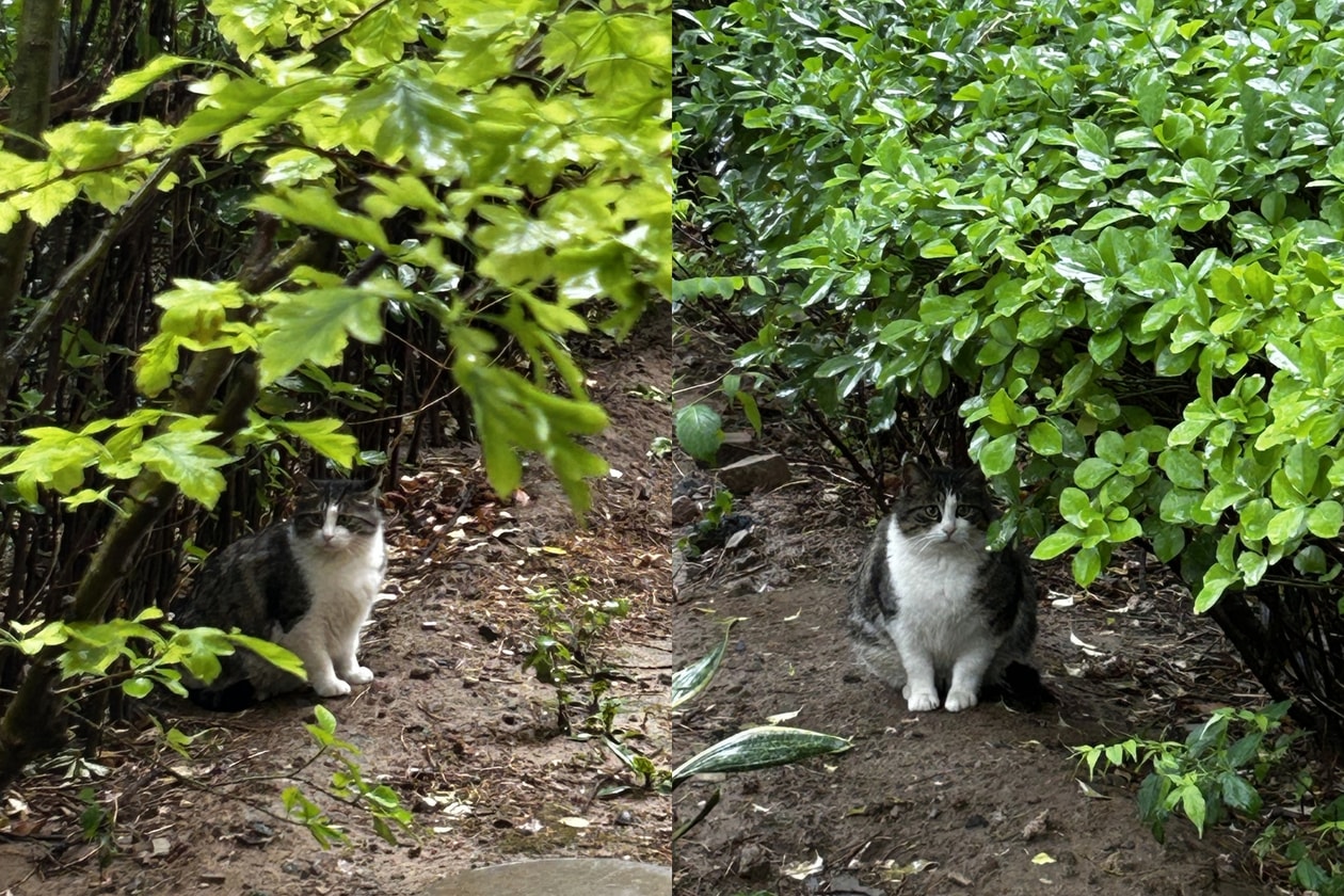 貓咪哲學解析｜從 4 個貓系行為學會建立情緒界線，在愛情、職場與家庭拒絕精神內耗，找回 Cat Energy