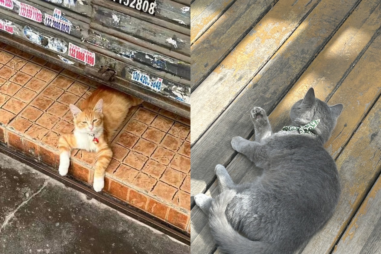 貓咪哲學解析｜從 4 個貓系行為學會建立情緒界線，在愛情、職場與家庭拒絕精神內耗，找回 Cat Energy