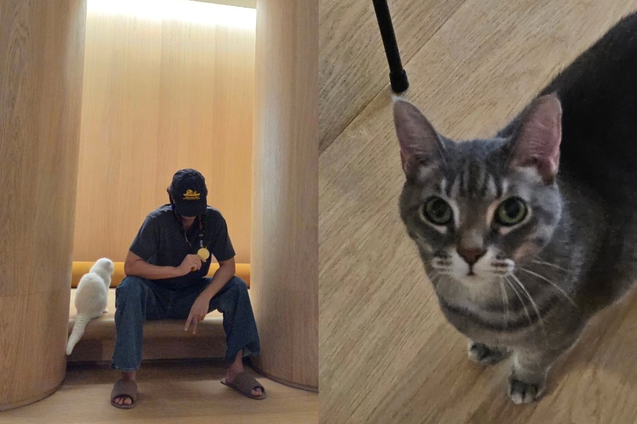 2026韓國明星貓咪盤點：孔劉、安宰賢、G-Dragon愛貓大公開