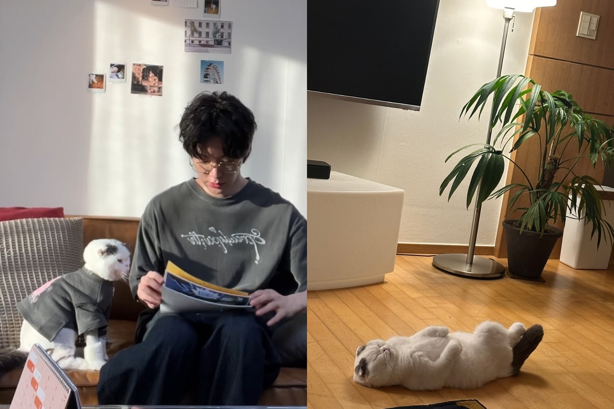 2026韓國明星貓咪盤點：孔劉、安宰賢、G-Dragon愛貓大公開