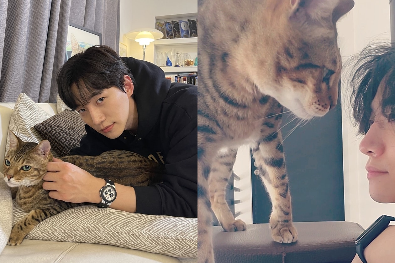 2026韓國明星貓咪盤點：孔劉、安宰賢、G-Dragon愛貓大公開