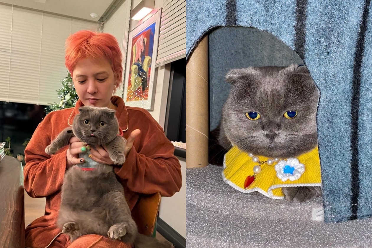 2026韓國明星貓咪盤點：孔劉、安宰賢、G-Dragon愛貓大公開