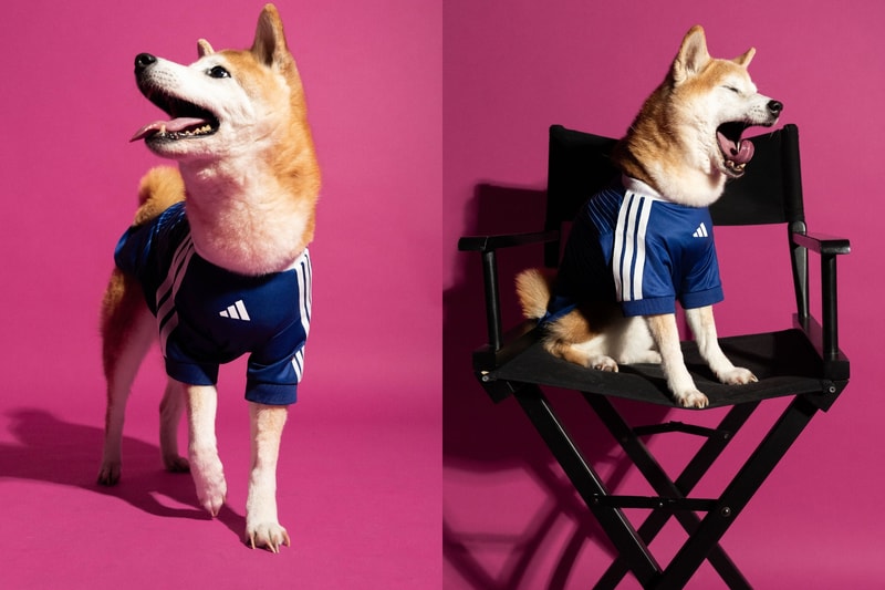 adidas 2026 世界盃寵物球衣｜阿根廷與日本國家隊款式、售價及開賣資訊