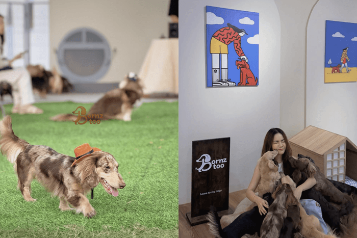 臘腸狗控會瘋掉!曼谷新開狗狗 Cafe,近 30 隻小短腿陪你喝咖啡