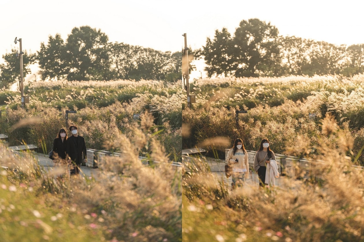 首爾秋季景點推薦：天空公園紫芒節登場，6萬坪金黃芒草與夜間燈光秀