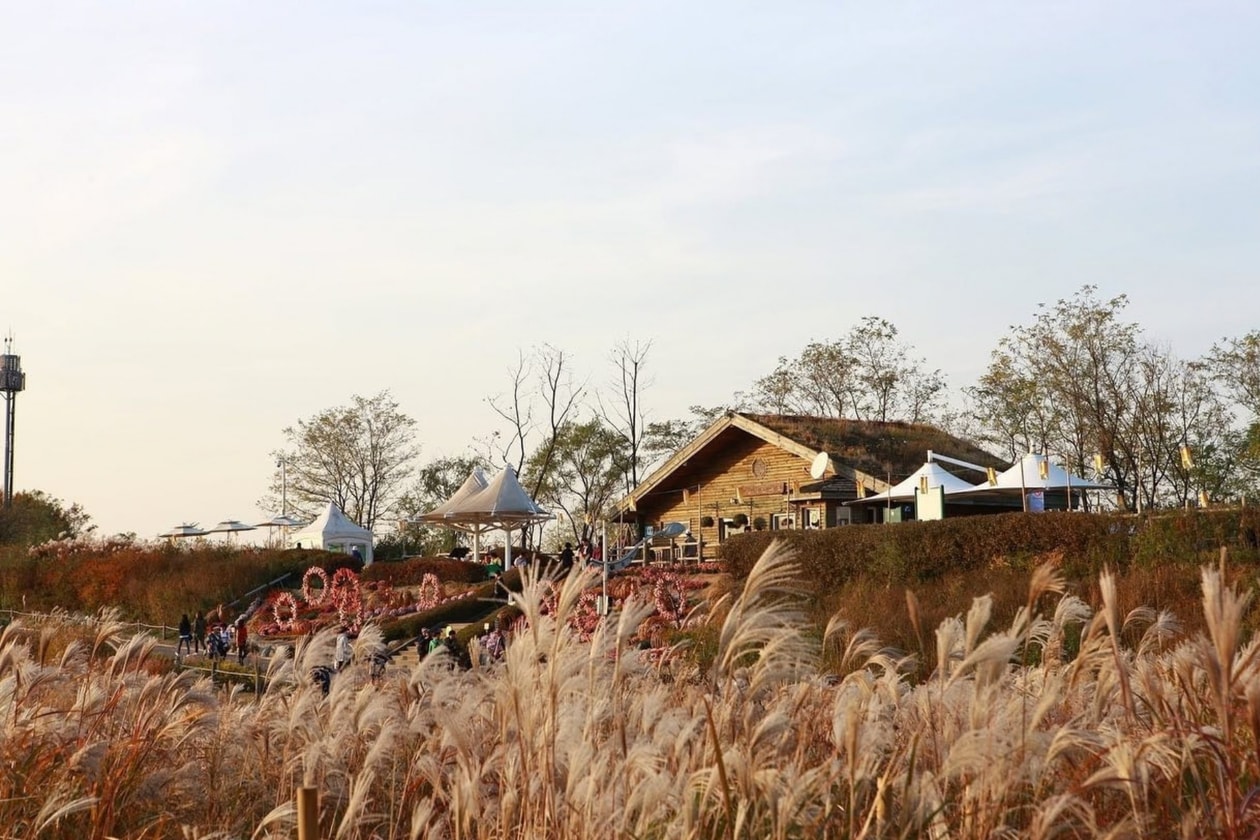 首爾秋季景點推薦：天空公園紫芒節登場，6萬坪金黃芒草與夜間燈光秀