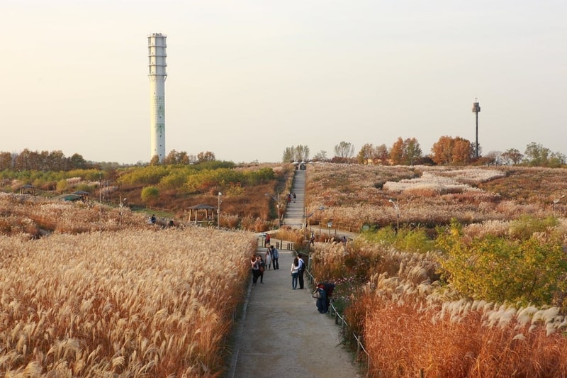首爾秋季景點推薦：天空公園紫芒節登場，6萬坪金黃芒草與夜間燈光秀