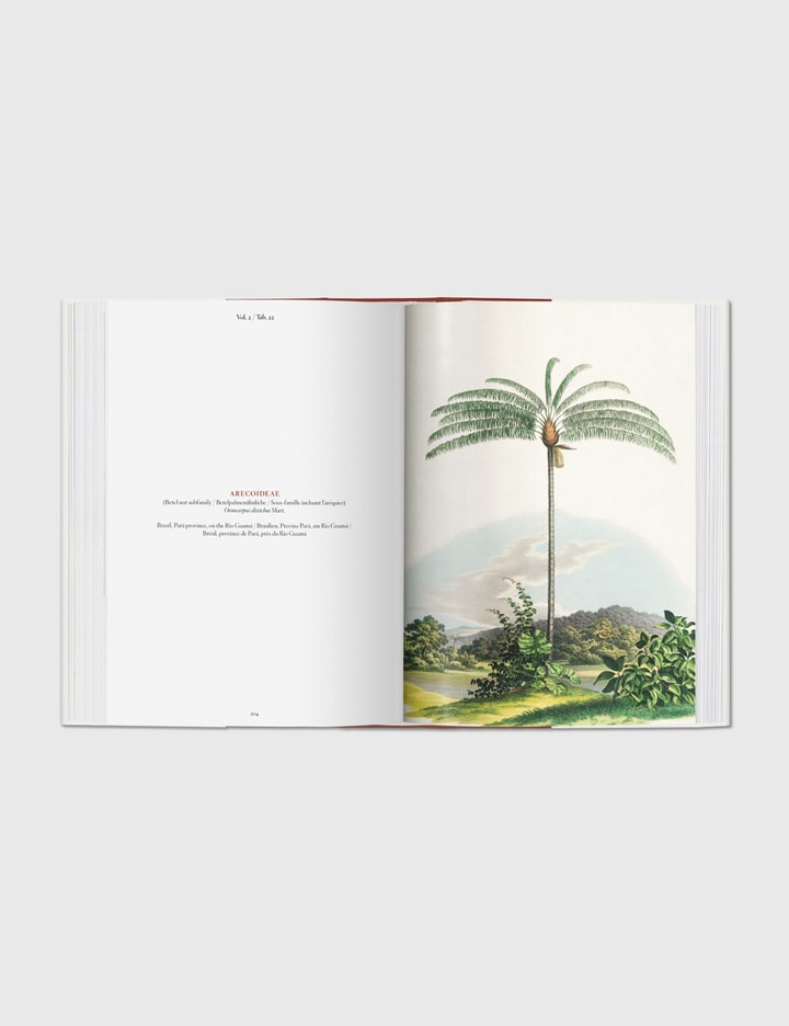 Martius. The Book of Palms Placeholder Image