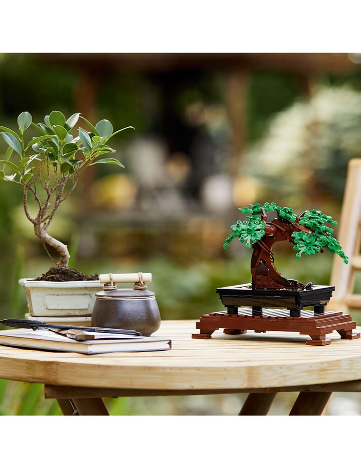 Bonsai Tree Placeholder Image