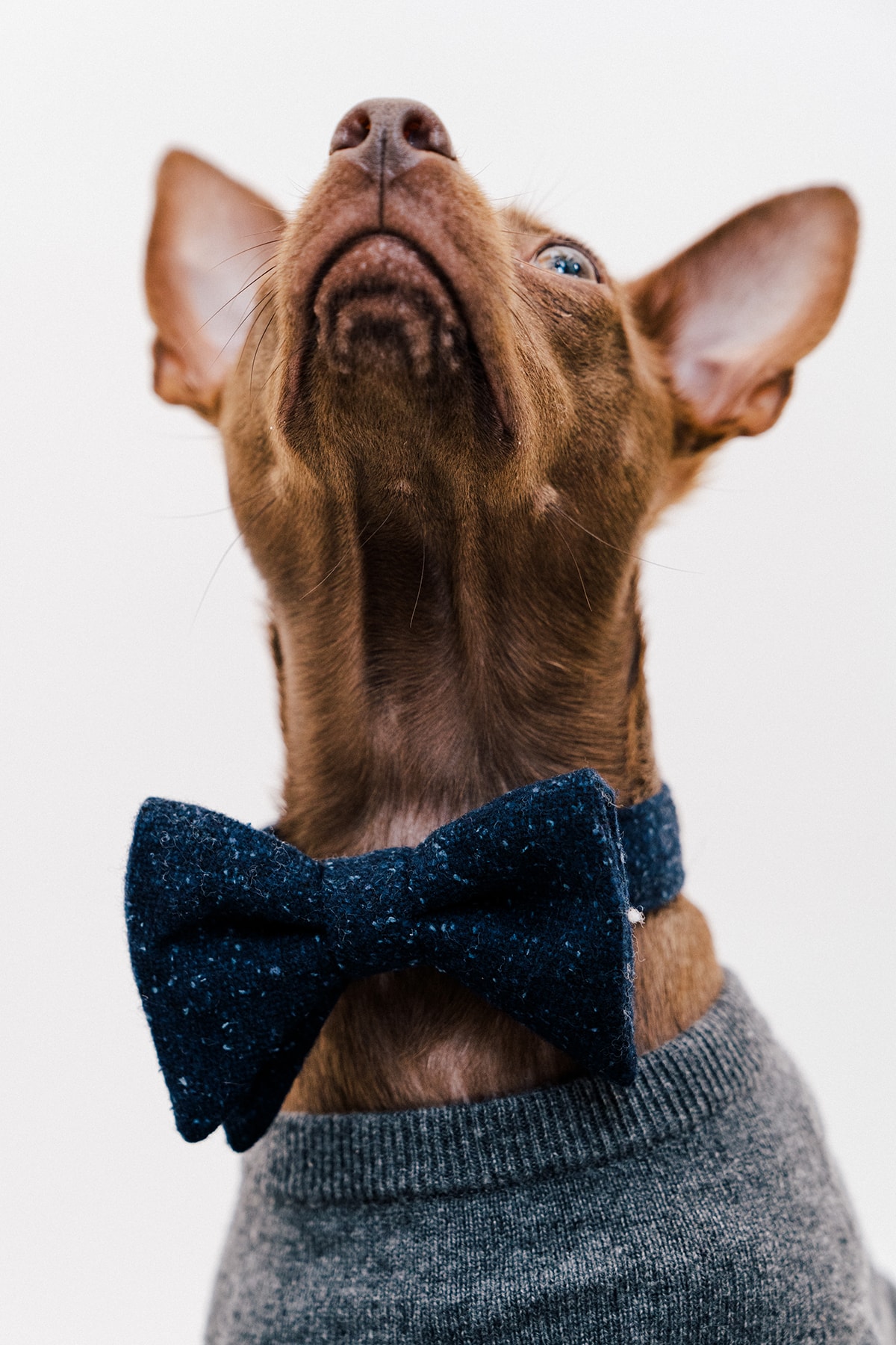 The 10 Best Dog Clothing And Accessory Brands HYPEBAE the-10-best-dog-clothing-and-accessory-brands-hypebae