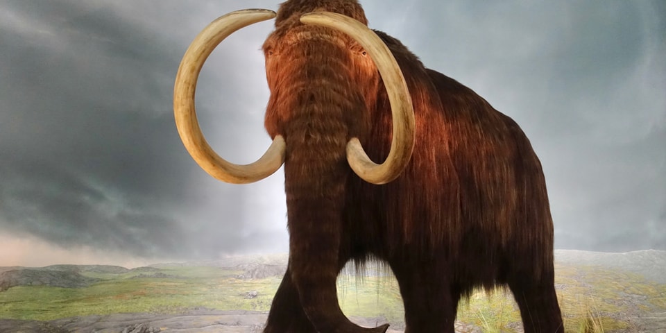 Woolly Mammoth Ice Age Structure Unearthed | HYPEBEAST