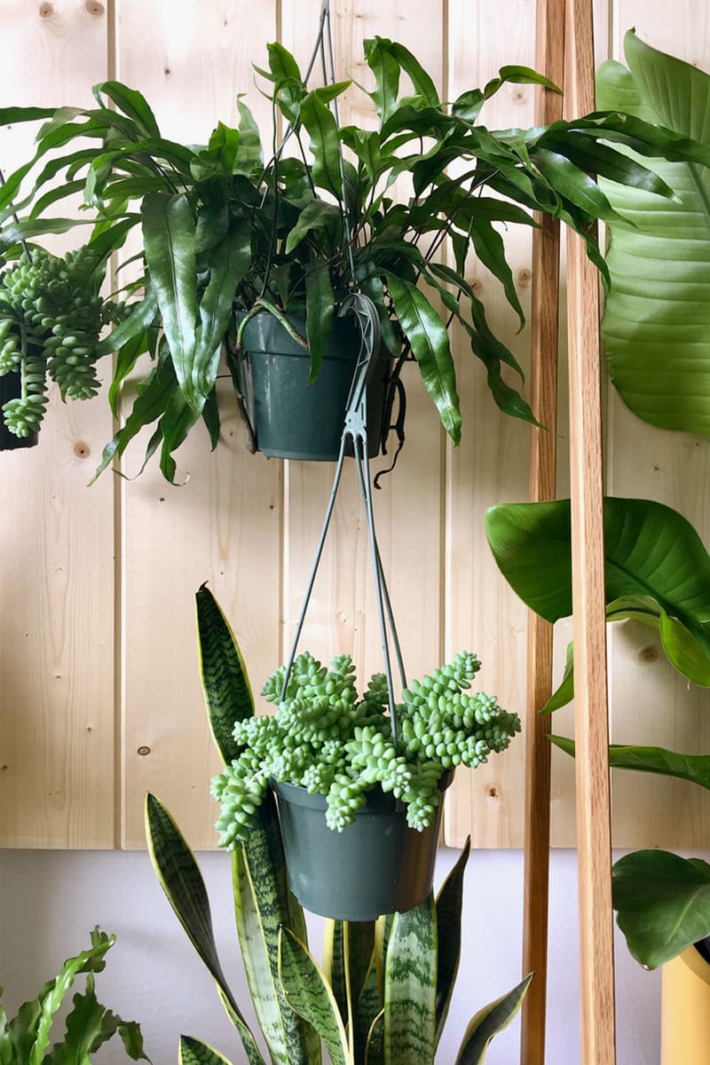 5 Best Indoor Hanging Plants to Add to Your Home HYPEBAE 5 Best Indoor Hanging Plants to Add to Your Home HYPEBAE