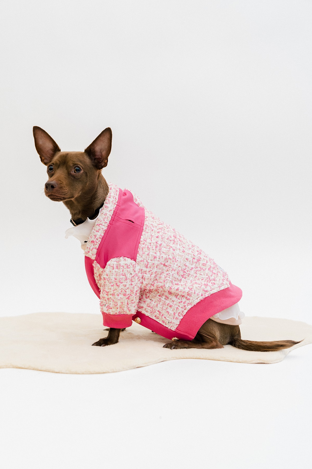 The 10 Best Dog Clothing and Accessory Brands HYPEBAE