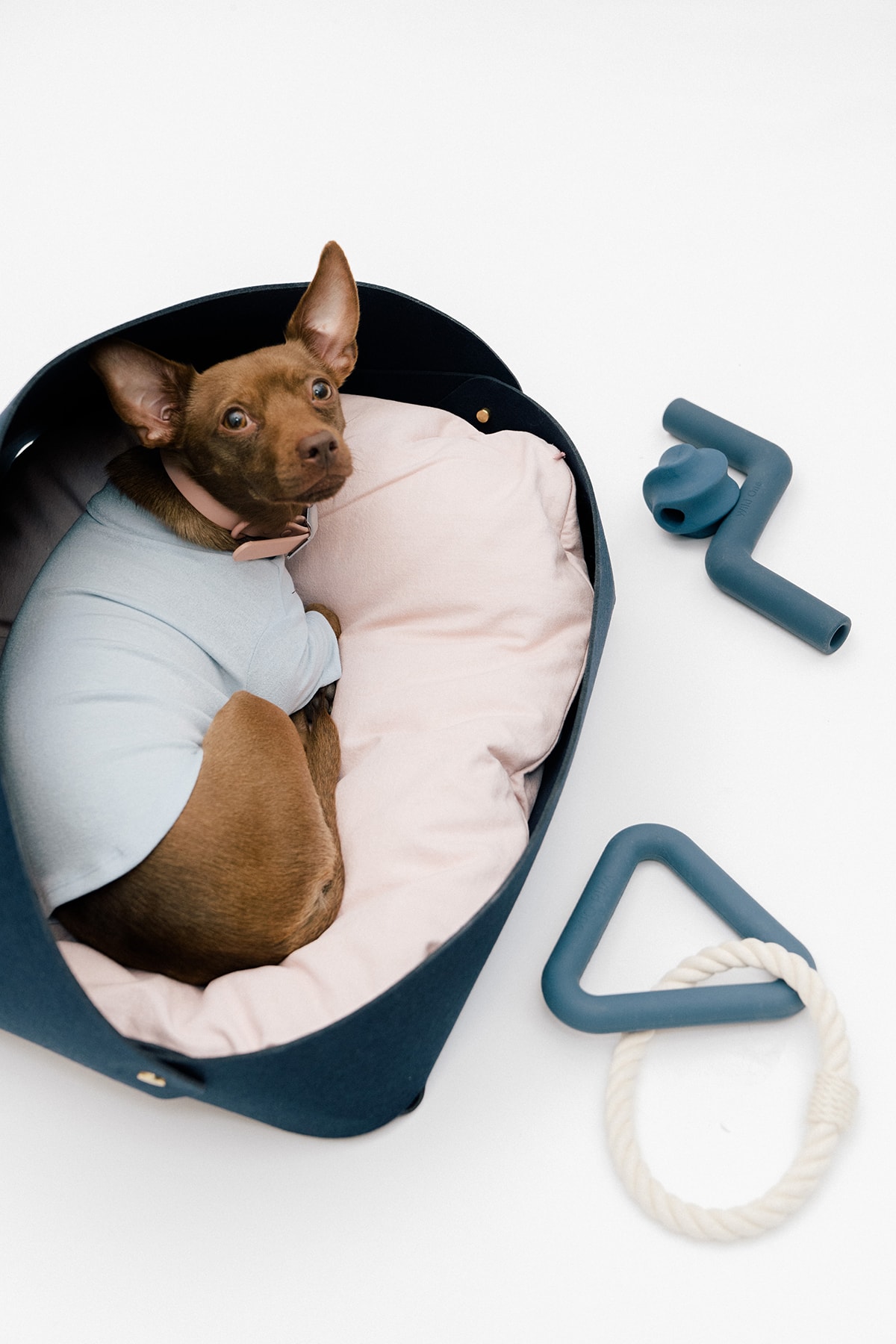 The 10 Best Dog Clothing and Accessory Brands HYPEBAE