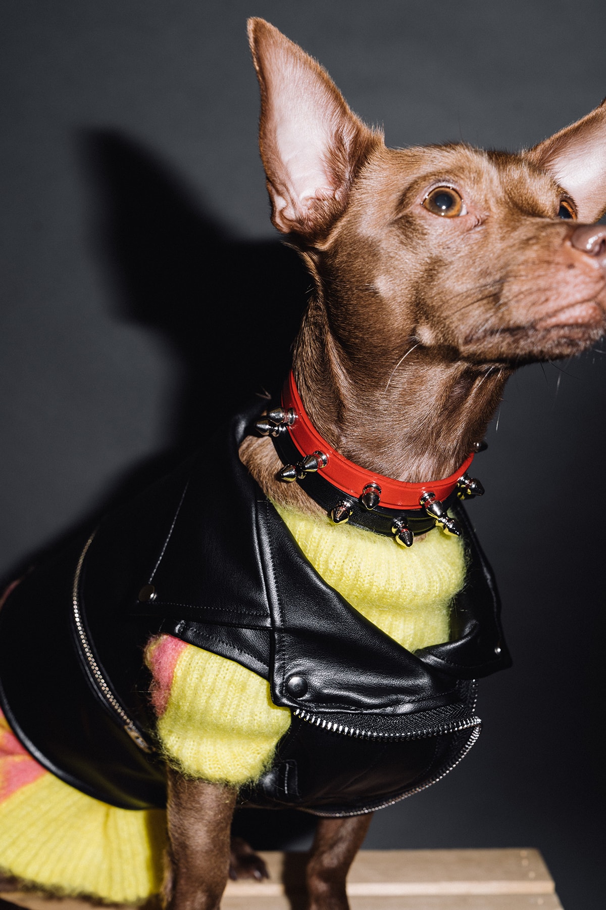 The 10 Best Dog Clothing and Accessory Brands HYPEBAE