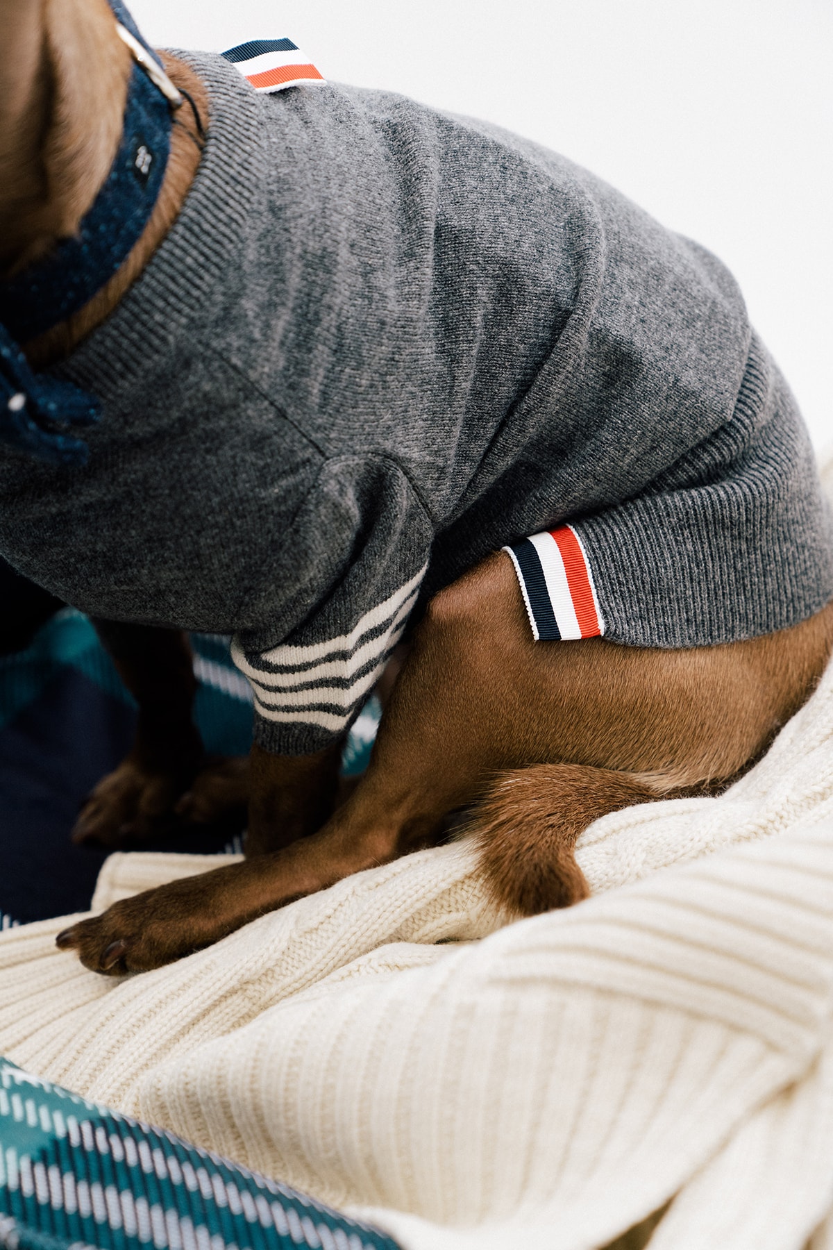 The 10 Best Dog Clothing and Accessory Brands HYPEBAE
