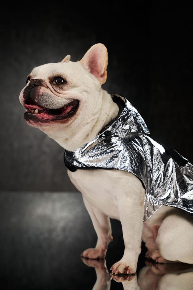 美品・試着のみ】MONCLER × POLDO DOG COUTURE 首輪 【公式通販】