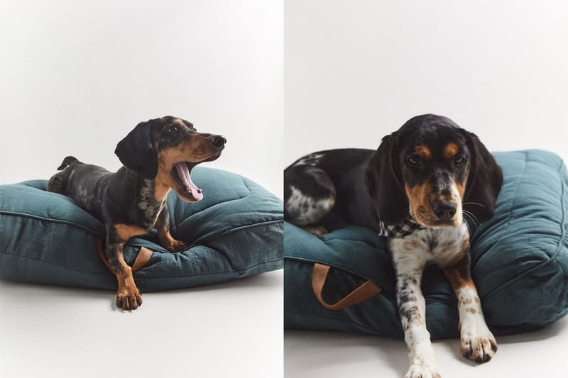 Zara Launches Pet Toys, Clothes, Accessories Hypebae