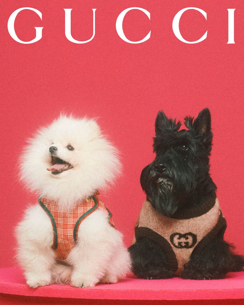 Gucci Debuts Collection Dedicated to Pets | Hypebae