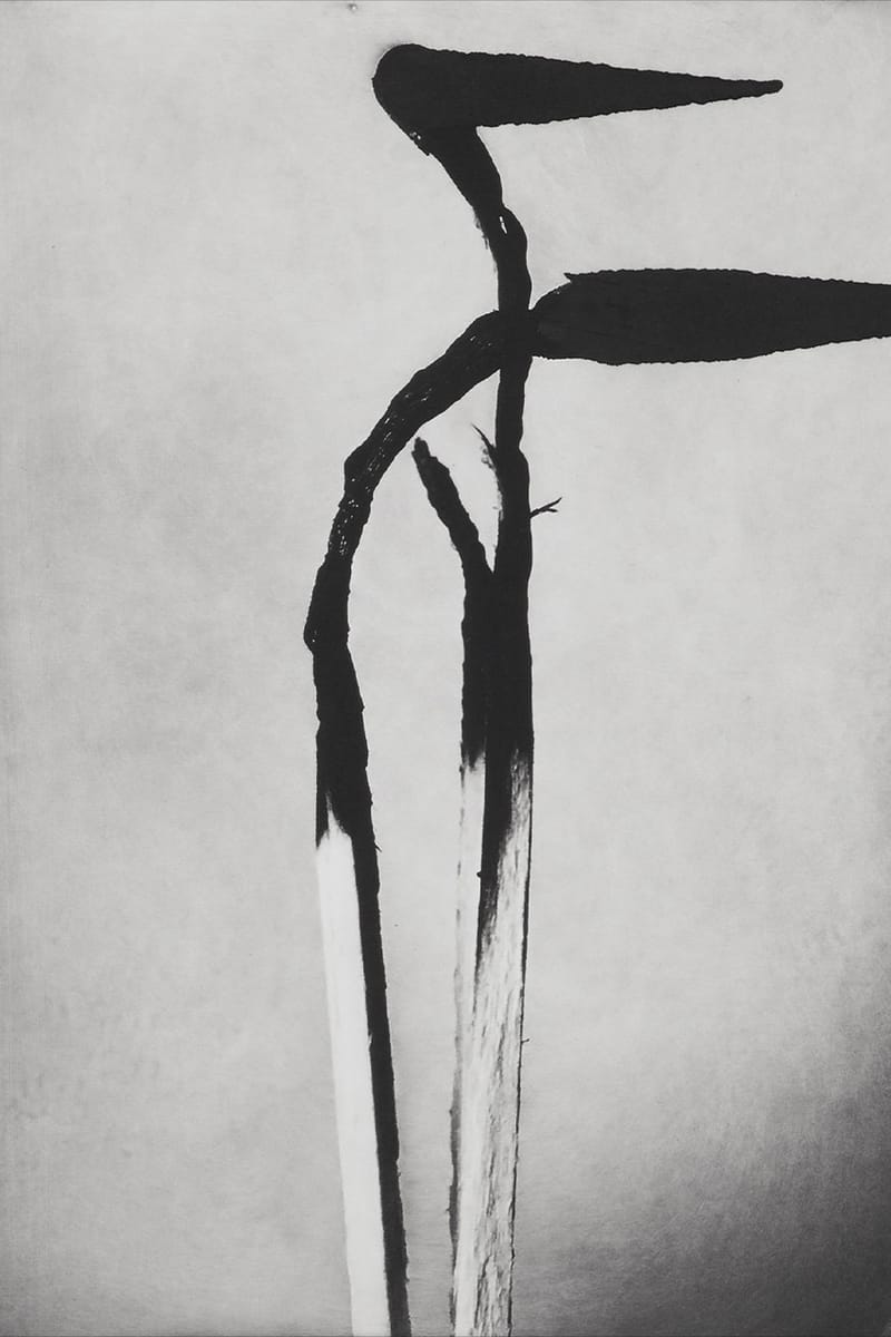 Jack Davison Announces Photo London 2023 Debut | Hypebae