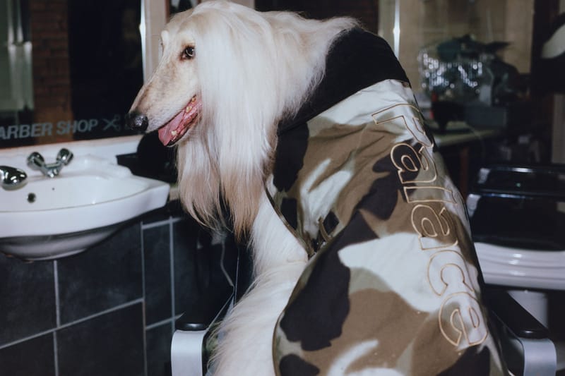 palacedog00.jpg?w=960&cbr=1&q=