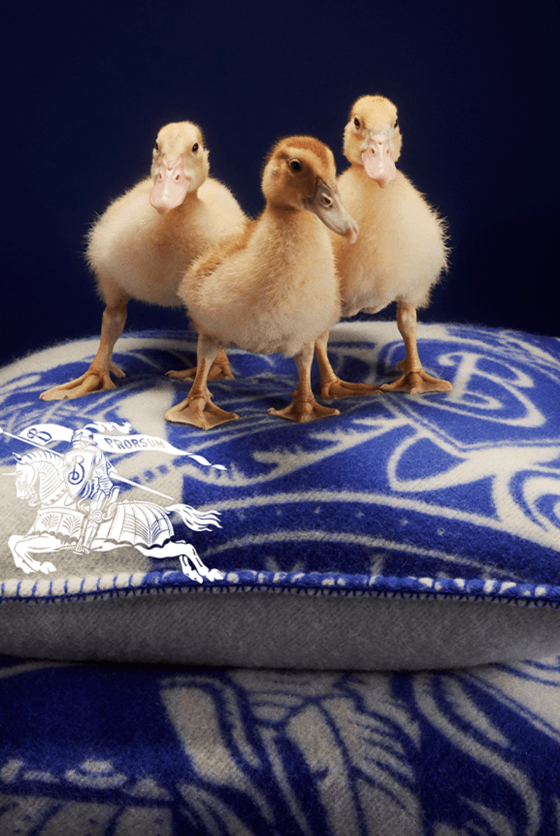 Burberry×JAL コラボ商品 Animals Star in Burberry's 2023 Holiday Campaign | Hypebae