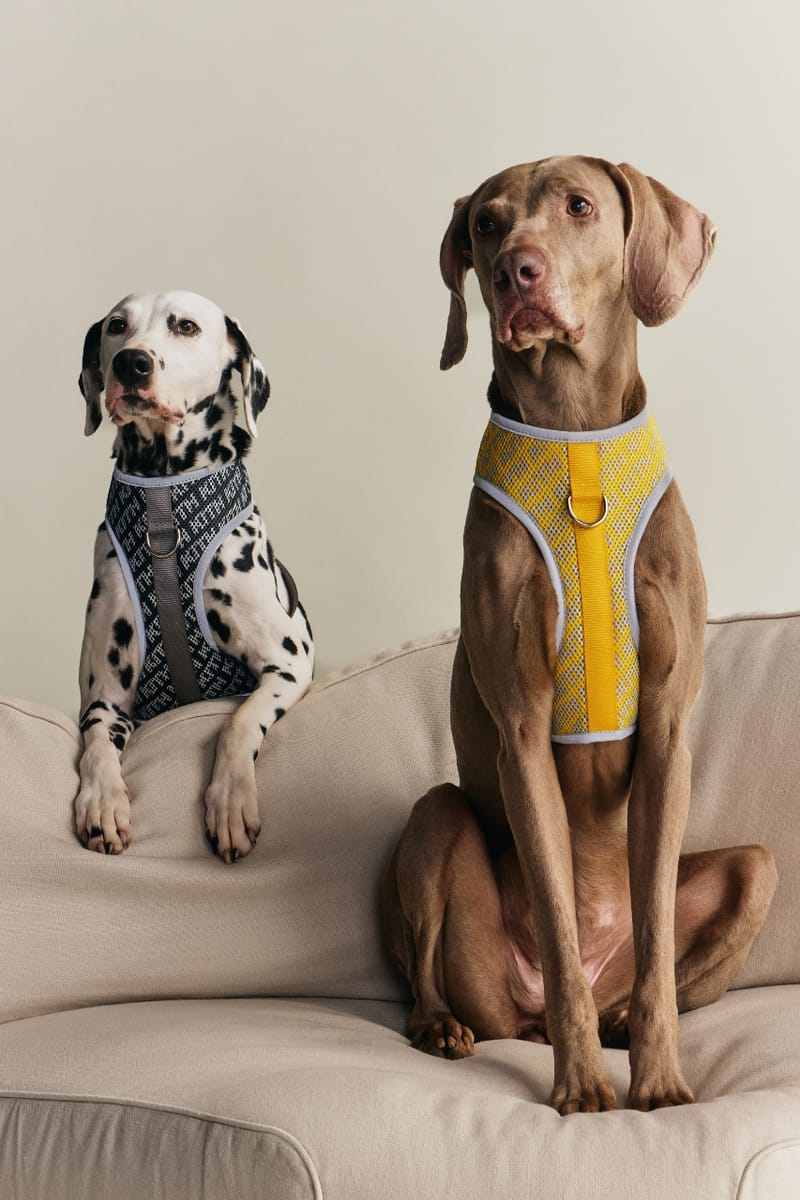 Kith Drops Its First Pet Collection With Wagwear | Hypebae